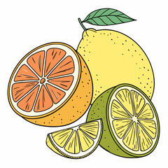 Hand-Drawn Vector Illustration of Citrus Fruits