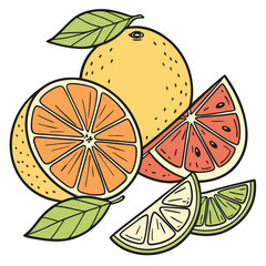 Hand-Drawn Vector Illustration of Citrus Fruits