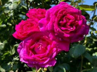 Vibrant pink rose flowers.
