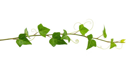 Obraz premium Green ivy vine with leaves and tendrils isolated on transparent background