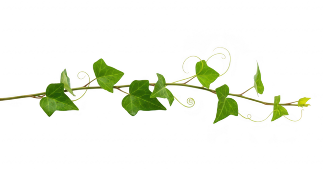 Green ivy vine with leaves and tendrils isolated on transparent background