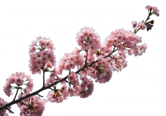 Pink cherry blossom branch, isolated on transparent background