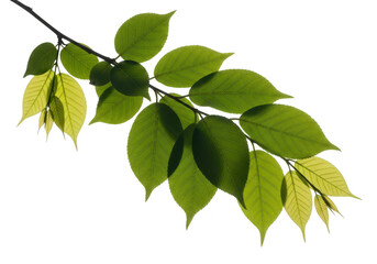 Fototapeta premium Green leaves on a branch, isolated on transparent background