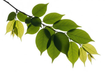 Green leaves on a branch, isolated on transparent background