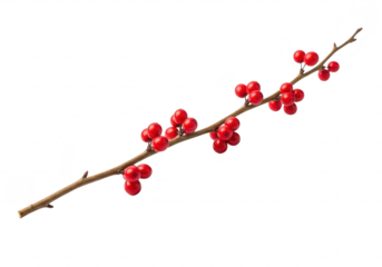 Branch with red berries, isolated on transparent background