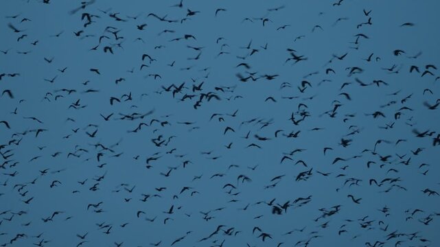 A moody November sunset over a bare cherry tree, surrounded by dark silhouettes of flying crows. The blue  sky contrasts beautifully with the stark branches, creating a creepy  atmosphere.