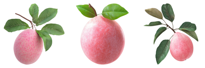 Three fresh guava fruits with vibrant pink skin and green leaves, a delightful display of nature's bounty. The guavas are presented on branches, with leaves framing their shape