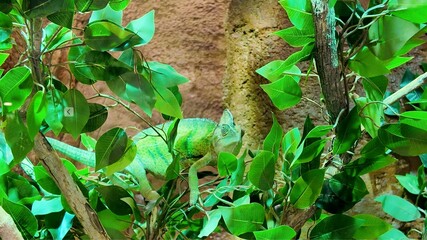 Green chameleon perched on a tree branch and camouflaged among the green leaves.