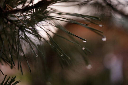 Close-up of pine needles with water drops after rain, soft focus, blurred brown background. Concept of freshness, purity, nature, morning dew, environmental care, natural beauty.