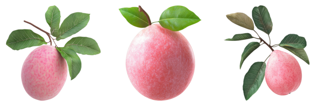 Three fresh guava fruits with vibrant pink skin and green leaves, a delightful display of nature's bounty. The guavas are presented on branches, with leaves framing their shape