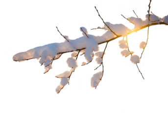 Snow covered tree branch with sunlight shining through, isolated on transparent background