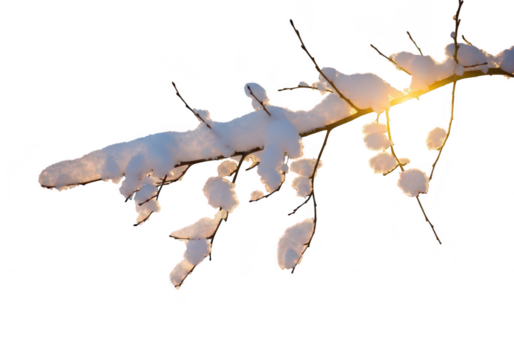 Snow covered tree branch with sunlight shining through, isolated on transparent background