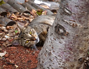 Kitten laying down on the streets
