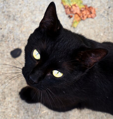 black cat portrait