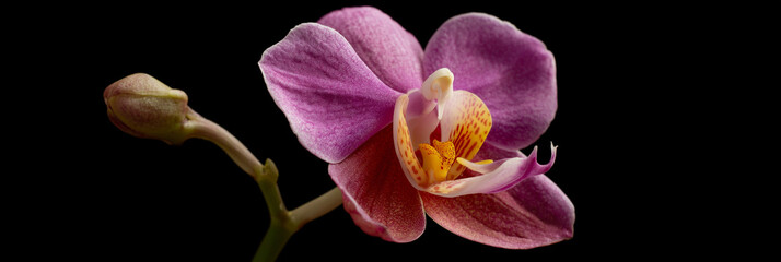 A close-up of a stunning pink orchid with intricate patterns, showcasing the delicate beauty of its petals and the intricate details of its bloom against a black background.