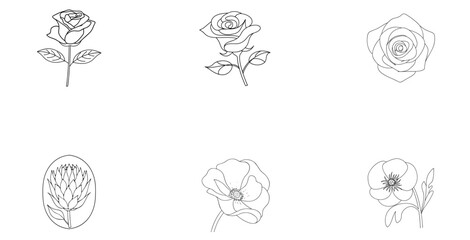 Six Outline Flower Illustrations Rose Protea Poppy and Pansy