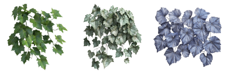 Vibrant green leaves in different colors isolated on a white backdrop, perfect for your project