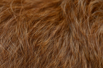 Red Dog Coat Texture in Strand and Shine Details Close-Up
