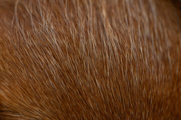 Red Dog Fur Close-Up Soft Texture with Golden Tint