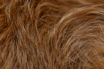 Fluffy Red Dog Coat Texture in Down and Shade Details Close-Up