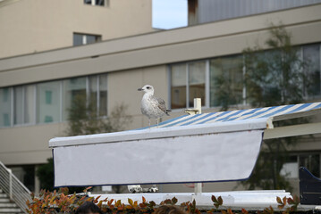 Seagull at the Viareggio Harbor. Walking around and sitting on a food boat. Viareggio, tuscany,...