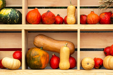 Orange, yellow and green pumpkins on wooden shelves