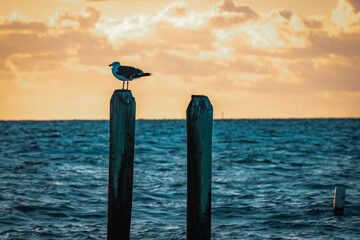Sunrise at Buckroe Beach in Hampton, VAa © Timothy