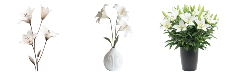 Elegant and Pure White Lily Flower Bouquets on display. These graceful, radiant blossoms bring a touch of purity and sophistication