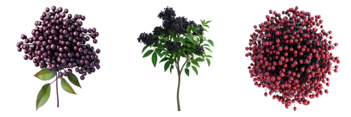 A trio of elderberry plants, with focus on their dark berries. The elderberry plants offer a visually stunning display with lush foliage and bountiful berries