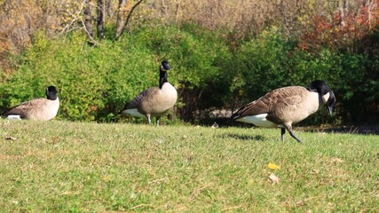 Canada Goose in Autumn