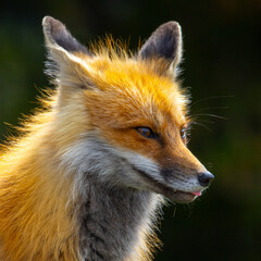 Fox in Yellowstone National Park