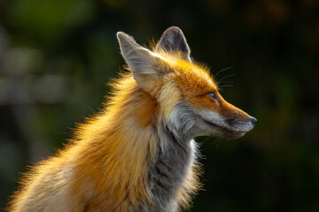 Fox in Yellowstone National Park