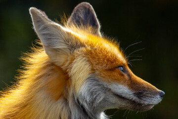 Naklejka premium Fox in Yellowstone National Park