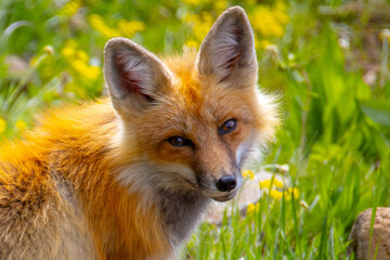 Fototapeta premium Fox in Yellowstone National Park
