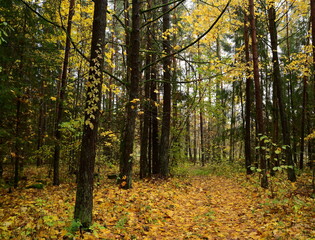 autumn in the woods