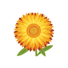 Close up of a bright yellow flower with green leaves isolated on white