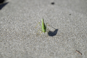 Green Grasshopper crawling on the beach. Tettigonia viridissima on tuscany beach. Mediterranean sea, viareggio, italy.