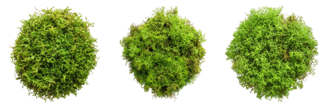 Three round bushes with lush, vibrant green foliage. The arrangement is simple and refreshing