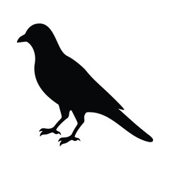 Black bird silhouette standing on a plain background