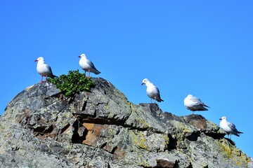 Silver Gulls All Together Rock