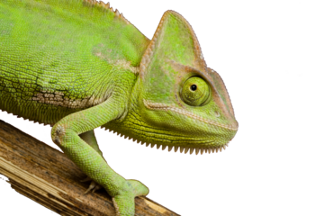 heartwarming collection of adorable pets including a cute rabbit, a playful dog, and a curious cat captured in bright natural light.  