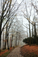 Stone path covered with autumn leaves leads through foggy woods, filled with peaceful morning stillness