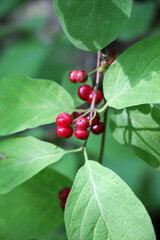 Berries ripen on the common honeysuckle (Lonicera xylosteum) bush