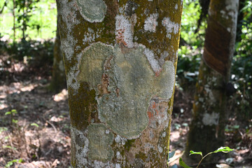 A view of a Nedun tree trunk with lichens and algae that grow on the bark surface