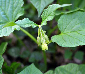In spring, heart-shaped comfrey, (symphytum cordatum) grows in the forest