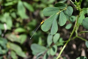 A yellow damselfly is perched on the leaf edge of a Senna Tora plant.