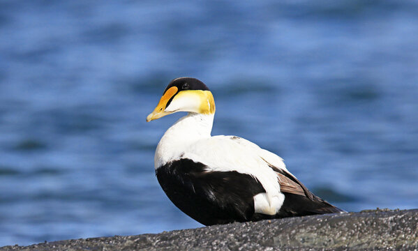 Common Eider, Male.  A large duck with valuable warm down feathers for Arctic conditions. Rimouski,  Quebec, Canada