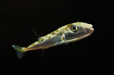 Fototapeta premium Suez Puffer (Lagocephalus suezensis) in black background