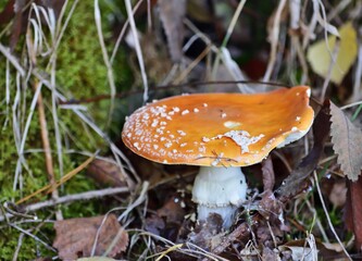Fliegenpilz (Amanita muscaria) Nähe Payerbach, Österreich