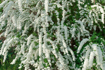 Spiraea is an ornamental flowering shrub. Its Latin name is Spiraea. Selective focus
